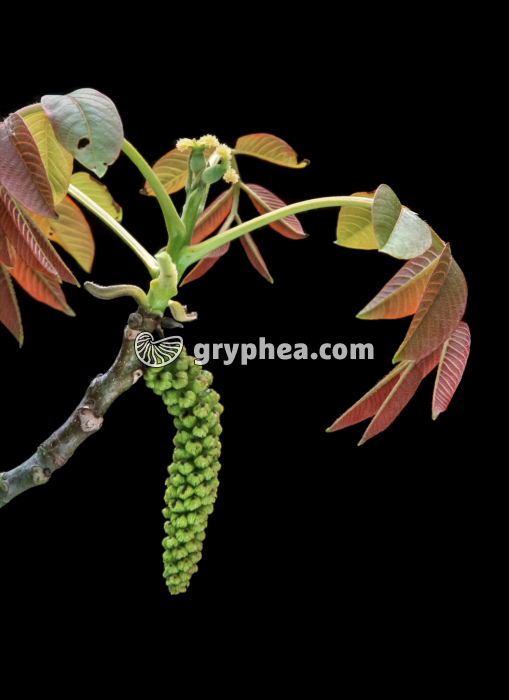 Noyer commun - fleurs mâles et femelles (Juglans regia) - gryphea.com